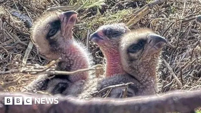 Six new osprey chicks hatch in north Wales