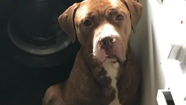 British Police Seek Public Help in Dog Search After Man's Death