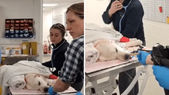 Puppy recovers after swallowing chew whole at vet clinic