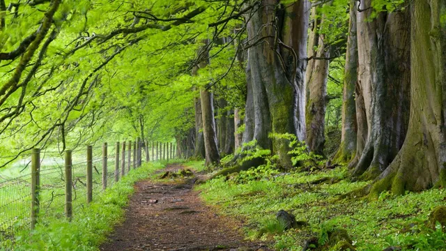 Western Forest initiative plants 20 million trees by 2050