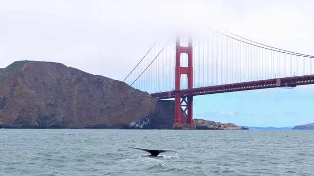 New technology saves whales from ship strikes in San Francisco Bay