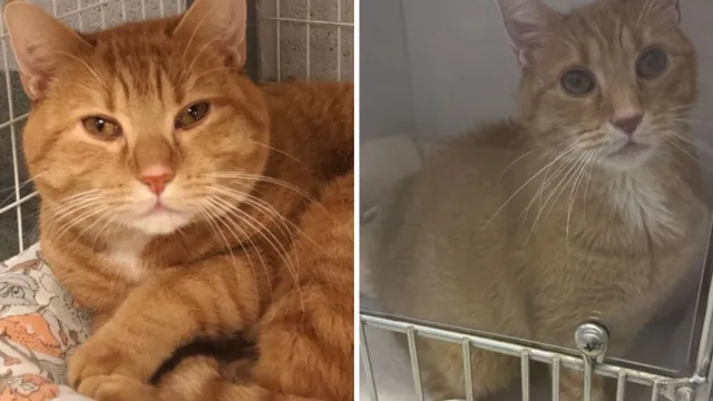 Cat returned to shelter after seven years of being adopted