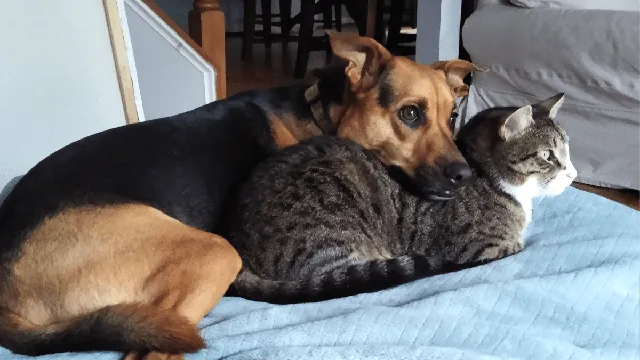 Cat pays final respects to dying dog sibling in heartbreaking goodbye