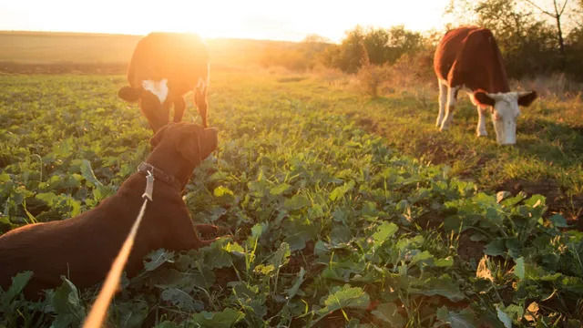 Labrador explores bond with brown cows thinking they're family