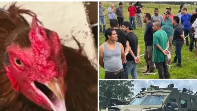 55 illegal aliens arrested in Alabama cockfighting bust