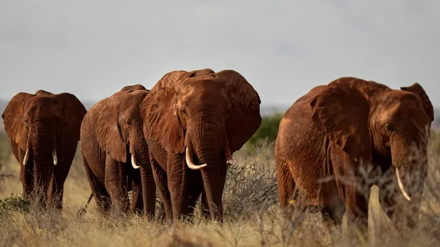 Kenyans protest after elephants kill four people in a week