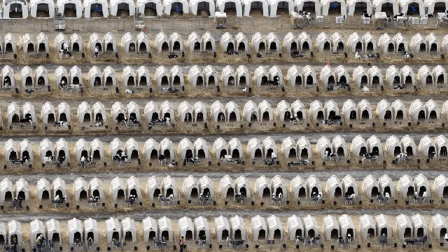 Intensive dairy farming increases amid profit concerns for UK farmers