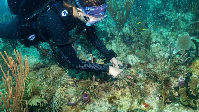 Scientists transplant corals to restore Miami reefs impacted by climate change