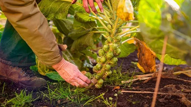 Brussels sprouts undergo transformation to eliminate bitterness