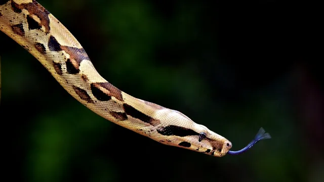 Woman wakes up to massive python coiled on her in bed