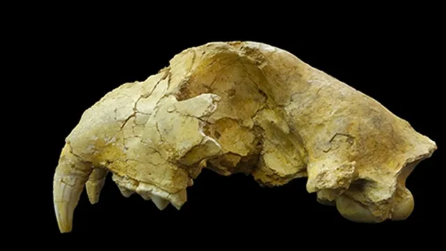 Japanese fossils unveil ancient lions, not tigers