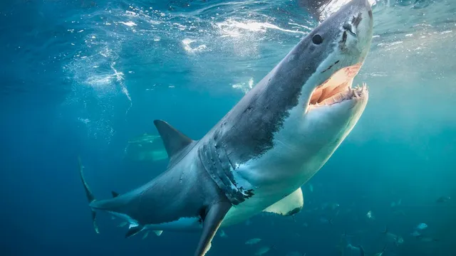 Mysterious gathering of great white sharks baffles scientists