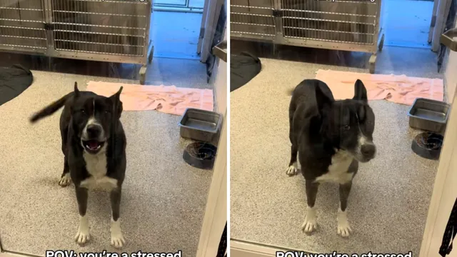Randy struggles to find a forever home after 450 days in shelter