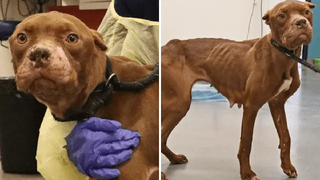 Gertie rescued from extreme abuse as bait dog in illegal dogfighting