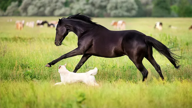 American Regent recalls dog and horse medication over glass contamination