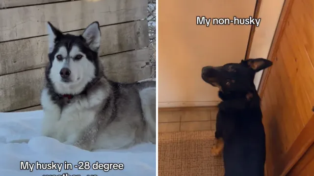 Tabitha Running's dogs show opposite reactions to extreme snow weather