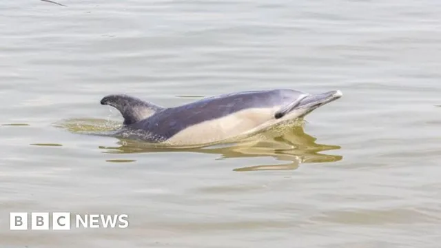Two Dolphins Found Dead in River Thames