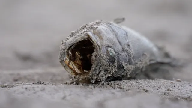Hundreds of fish die in Kern River after Bakersfield reduces water flow