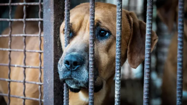 Half a million dogs face euthanasia after dog farm bans in South Korea