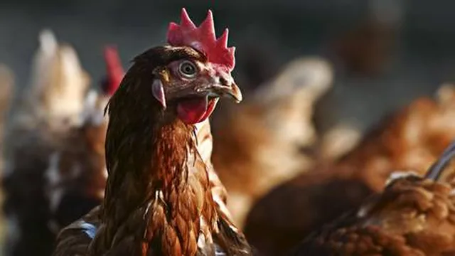 Finland denies US request for egg exports amid crisis