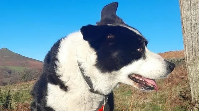 Hero Bystander Saves Skye the Collie from Dog Attack in Cardiff