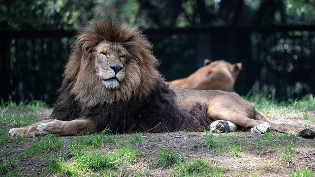 Farmer injured after lion escapes zoo in Turkey