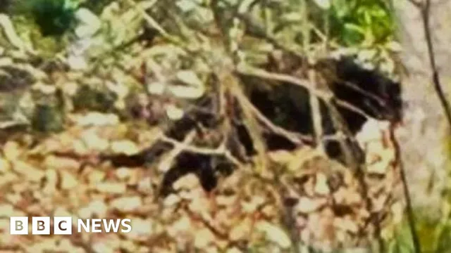 Scotland witnesses renewed big cat sightings in the Highlands