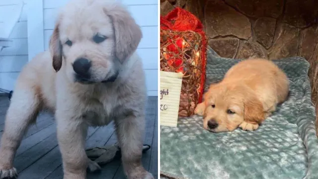 TikTok user confirms her unusual-looking golden retriever is 100% purebred