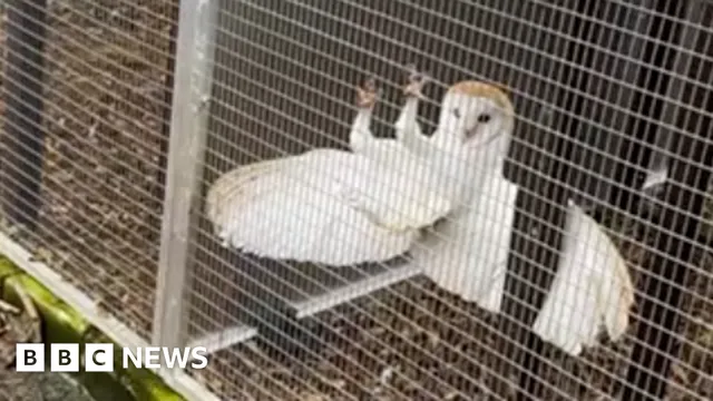 Injured barn owl recovers and soars back to the wild