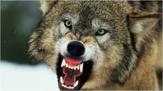 Wolf pack kills bison in viral Yellowstone photo