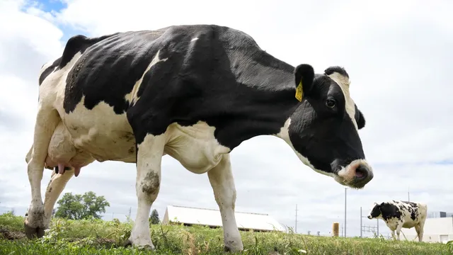 USDA Works to Combat Bird Flu in Iowa