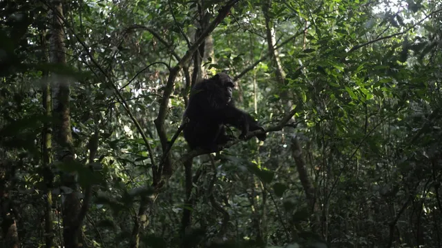 Conservationists bond with chimps in Uganda's Kibale rainforest