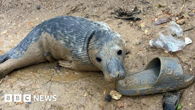 Sea creatures washed ashore after storms need urgent care