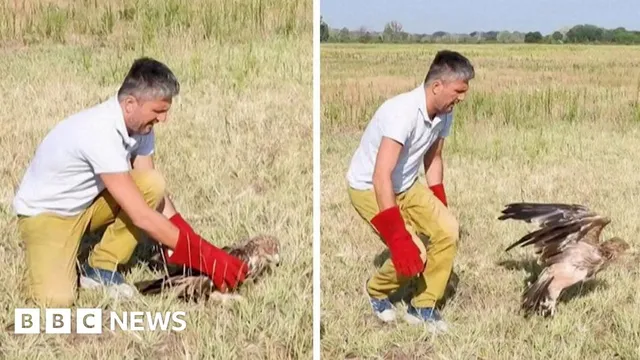 Feliks the eagle rescued from poachers and returned to Serbia
