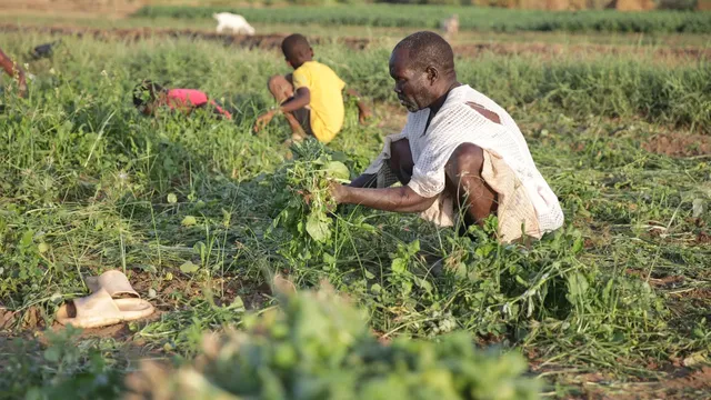 Conflict and drought increase famine risk in Sudan