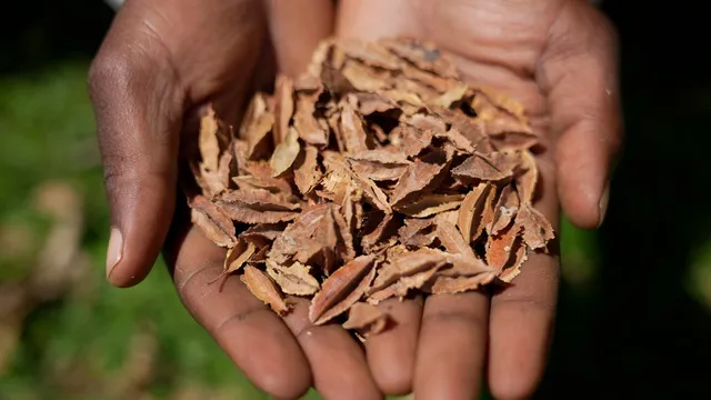 Farmers challenge seed sharing ban in Kenya