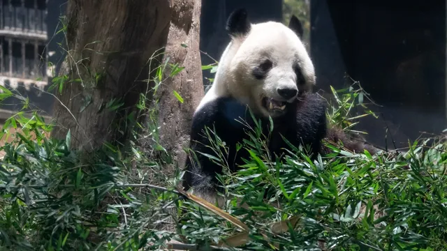 Japan loses its last pandas amid escalating tensions with China