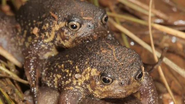 New frog species discovered in South Africa that can only walk