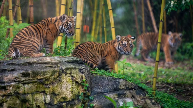 Nashville Zoo fights against data center near leopards