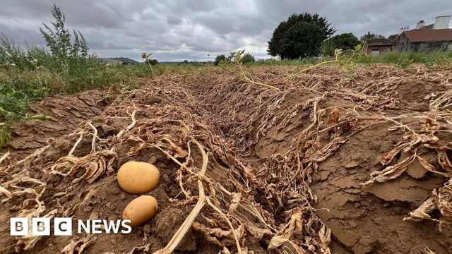 Drought devastates vegetable farms while English winemakers thrive
