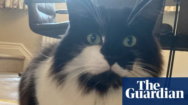 North Yorkshire family reunites with cat four days after cremation mixup