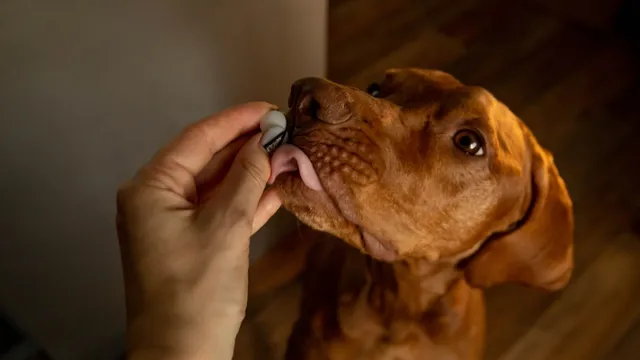 Veterinarians reveal crucial guidelines for selecting dog probiotics