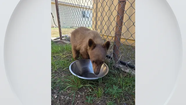 Injured bear cub rescued after mistaken dog report in Colorado