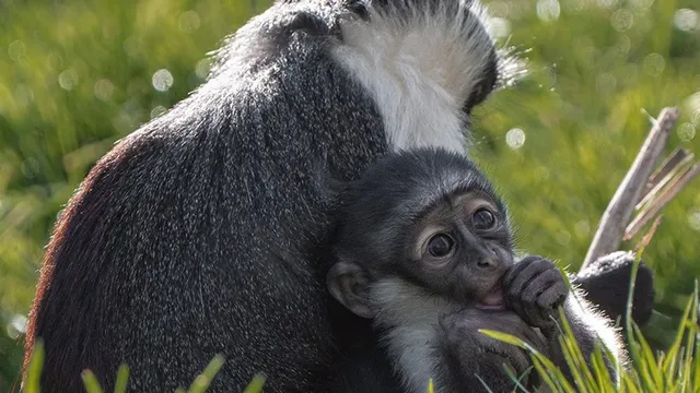 Endangered monkey gives birth after life-saving foot surgery