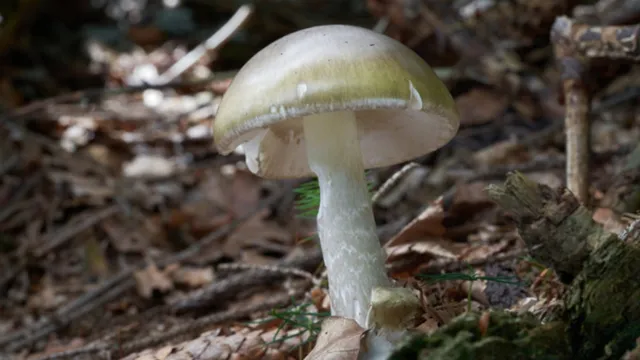 Four dead in California after eating deadly death cap mushrooms