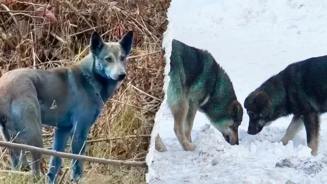 Experts reveal why blue dogs roam Chernobyl after viral photos