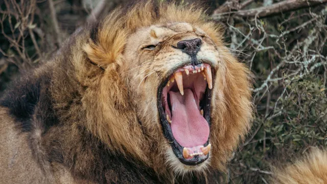 Researchers unveil new type of lion roar using AI