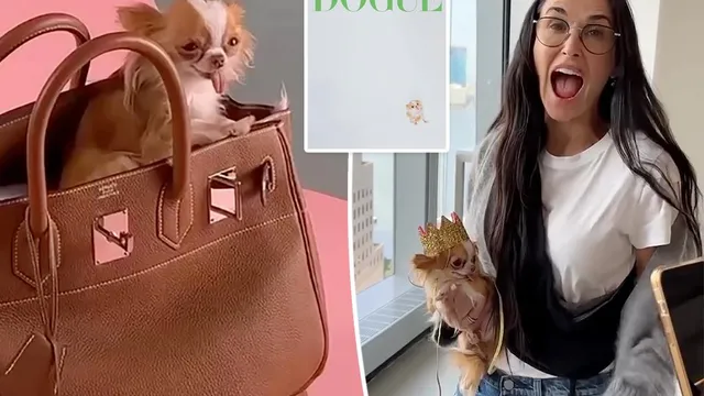 Demi Moore's Dog Pilaf Models for Vogue