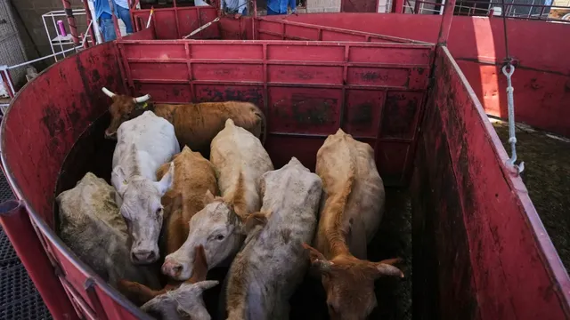 U.S. imposes new restrictions on Mexican cattle imports due to screwworm concerns