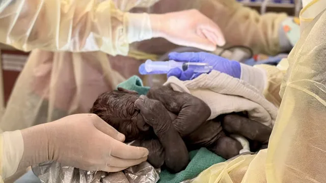 Baby gorilla delivered via rare cesarean section at Seattle zoo